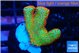 Montipora red fire forest 2-3 cm WYSIWYG acclimaté