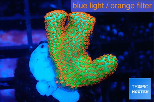 Montipora red fire forest 2-3 cm WYSIWYG acclimaté