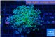 Euphyllia paradivisa green sunset 5-8 cm WYSIWYG acclimaté
