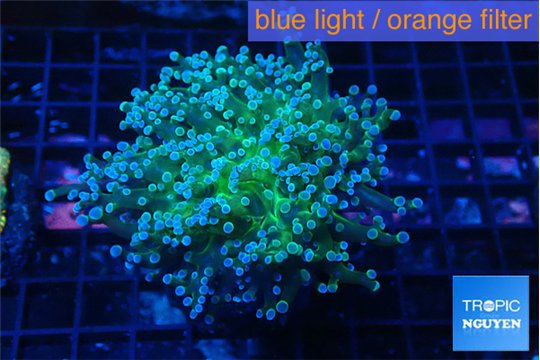 Euphyllia paradivisa green sunset 5-8 cm WYSIWYG acclimaté