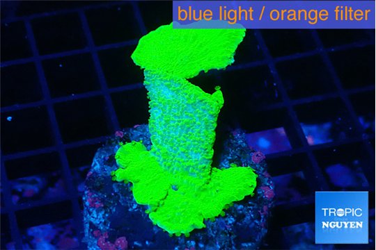 Montipora green cap 3-4 cm WYSIWYG acclimaté