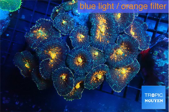 Rhodactis magma 7-13 cm WYSIWYG acclimaté