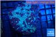Favia purple blue marble 6-8 cm WYSIWYG acclimaté