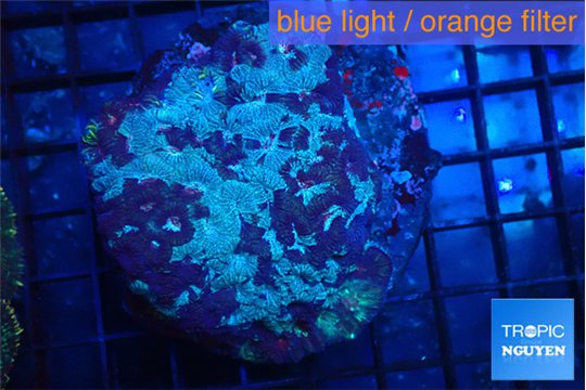 Favia purple blue marble 6-8 cm WYSIWYG acclimaté