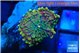 Ricordea yuma tricolor 1 polyp WYSIWYG acclimaté