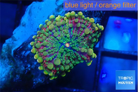 Ricordea yuma tricolor 1 polyp WYSIWYG acclimaté