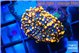 Ricordea yuma red 1 polyp WYSIWYG acclimaté