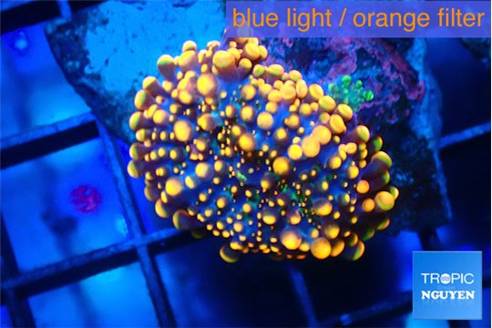 Ricordea yuma red 1 polyp WYSIWYG acclimaté
