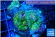 Ricordea yuma green purple 3 polyps WYSIWYG acclimaté