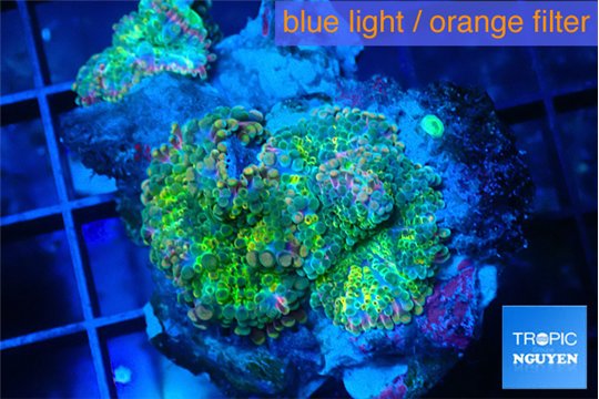 Ricordea yuma green purple 3 polyps WYSIWYG acclimaté