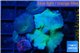 Discosoma deep blue avatar 4-5 polyps WYSIWYG acclimaté
