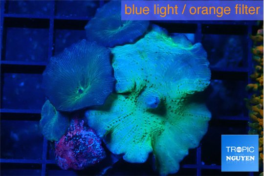Discosoma deep blue avatar 4-5 polyps WYSIWYG acclimaté