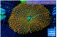 Rhodactis orange green premium 7-12 cm WYSIWYG acclimaté