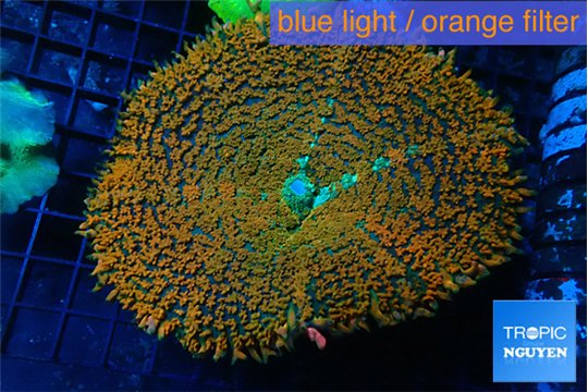 Rhodactis orange green premium 7-12 cm WYSIWYG acclimaté