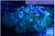 Rhodactis green blue 7-12 cm WYSIWYG acclimaté