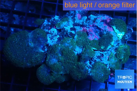 Rhodactis green blue 7-12 cm WYSIWYG acclimaté