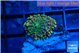 Ricordea yuma tricolor 1 polyp WYSIWYG acclimaté