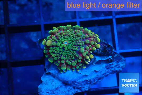 Ricordea yuma tricolor 1 polyp WYSIWYG acclimaté