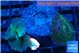 Discosoma mix color 2 polyps WYSIWYG acclimaté