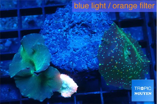 Discosoma mix color 2 polyps WYSIWYG acclimaté