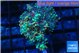 Ricordea yuma green purple 2 polyps WYSIWYG acclimaté