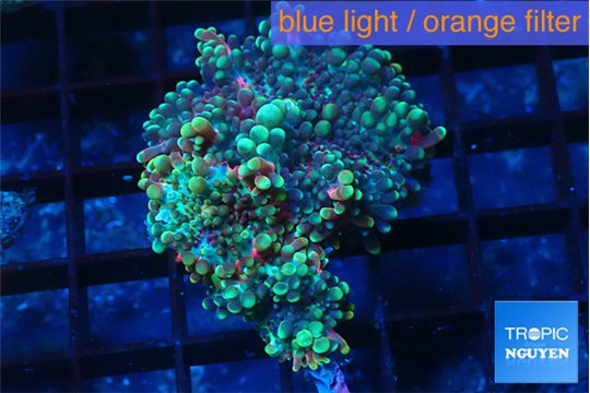 Ricordea yuma green purple 2 polyps WYSIWYG acclimaté
