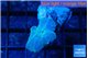 Discosoma avatar deep blue 1 polyp WYSIWYG acclimaté