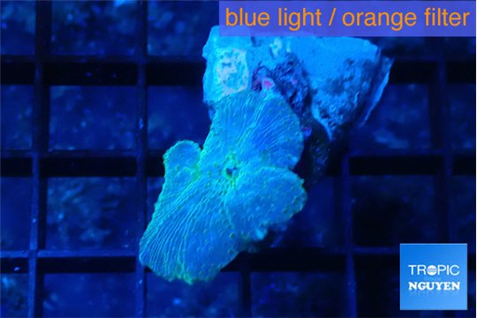 Discosoma avatar deep blue 1 polyp WYSIWYG acclimaté