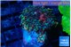 Ricordea yuma green purple 1 polyp WYSIWYG acclimaté