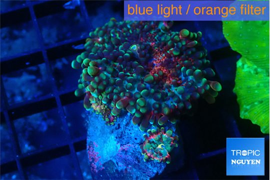Ricordea yuma green purple 1 polyp WYSIWYG acclimaté