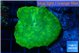 Discosoma neon green 1 polyp WYSIWYG acclimaté