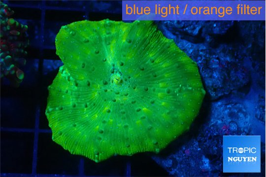Discosoma neon green 1 polyp WYSIWYG acclimaté