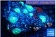 Discosoma green damaged 5-7 polypd WYSIWYG acclimaté