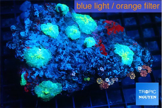 Discosoma green damaged 5-7 polypd WYSIWYG acclimaté