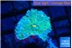 Ricordea yuma green 1 polyp WYSIWYG acclimaté