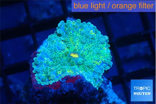 Ricordea yuma green 1 polyp WYSIWYG acclimaté