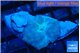 Discosoma avatar deep blue 1 polyp WYSIWYG acclimaté