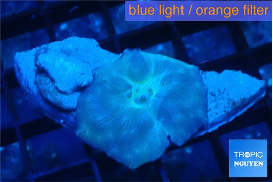 Discosoma avatar deep blue 1 polyp WYSIWYG acclimaté