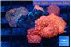 Discosoma red devils & Discosoma red purple 6 polyps WYSIWYG acclimaté