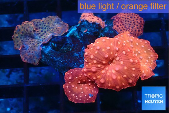 Discosoma red devils & Discosoma red purple 6 polyps WYSIWYG acclimaté