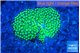 Ricordea floridae green 1 polyp WYSIWYG acclimaté