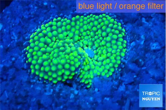 Ricordea floridae green 1 polyp WYSIWYG acclimaté