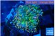 Ricordea yuma green purple 1 polyp WYSIWYG acclimaté