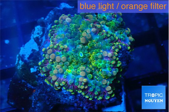Ricordea yuma green purple 1 polyp WYSIWYG acclimaté
