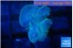 Discosoma avatar deep blue 1 polyp WYSIWYG acclimaté