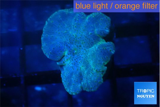 Discosoma avatar deep blue 1 polyp WYSIWYG acclimaté