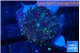 Ricordea yuma purple blue 1 polyp WYSIWYG acclimaté