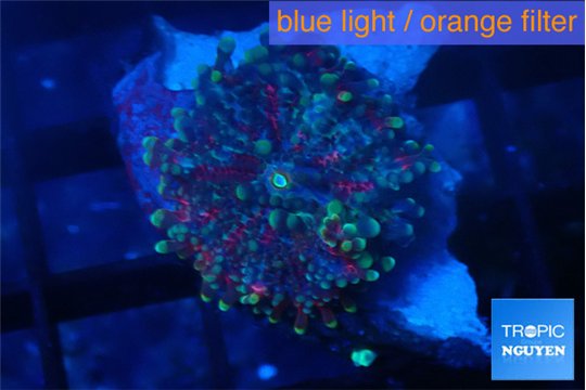 Ricordea yuma purple blue 1 polyp WYSIWYG acclimaté
