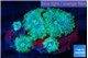 Discosoma watermelon 4-5 polyps WYSIWYG acclimaté