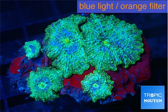 Discosoma watermelon 4-5 polyps WYSIWYG acclimaté